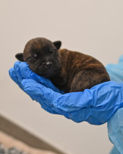 New Born Puppy in San Diego 