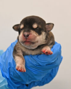 New Born Puppy in San Diego 