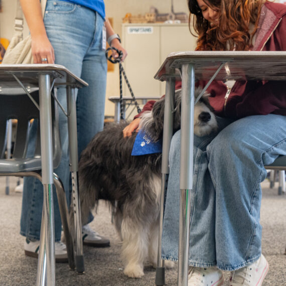 Dog in a classroom with a student looking down at it