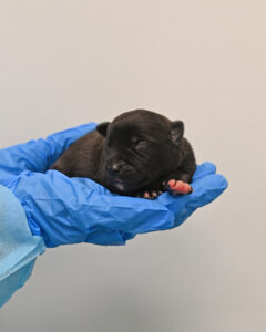 New Born Puppy in San Diego 