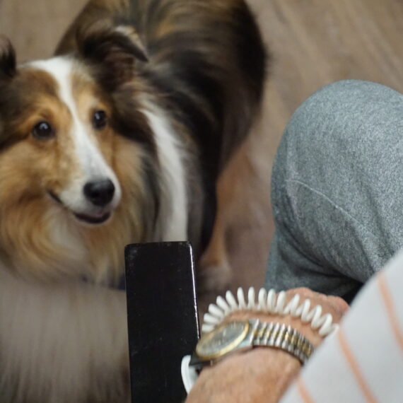 Dog looking up at someone