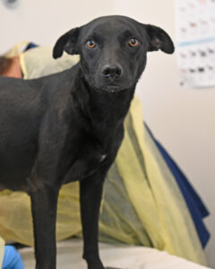 New Mom Dog in San Diego 