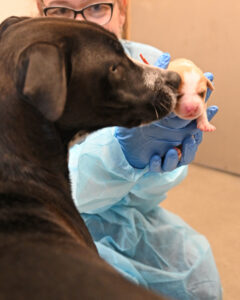 New Born Puppy in San Diego