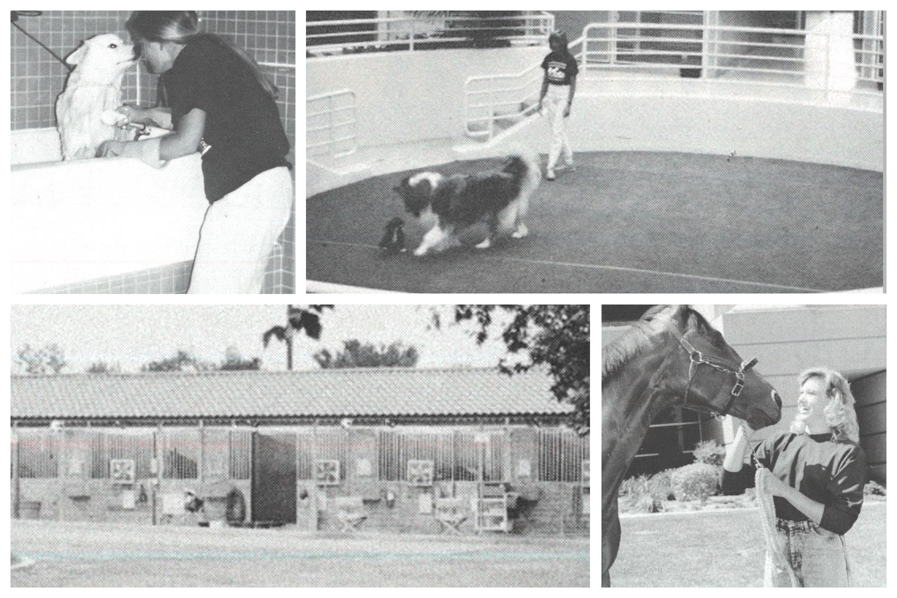 Club Pet Boarding and Equine Hospital Open