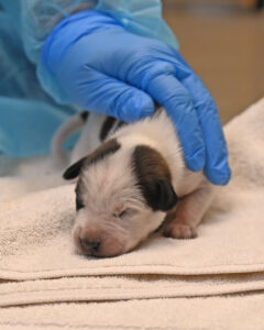 New Born Puppy in San Diego