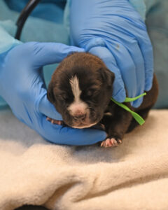 New Born Puppy in San Diego 