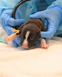New Born Puppy in San Diego