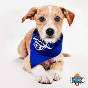 Puppy Bowl San Diego 2026 