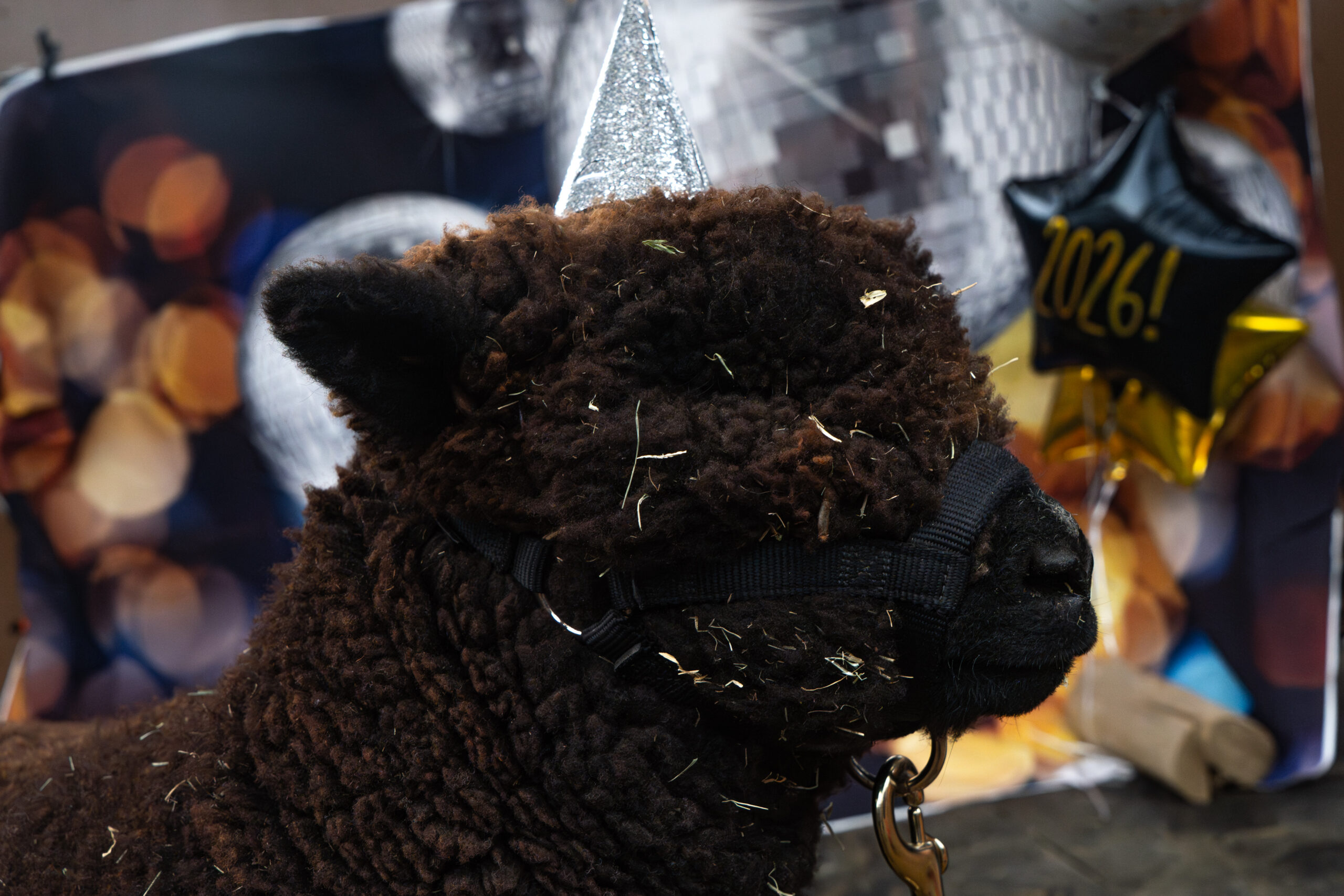 Chewie Celebrating New Years