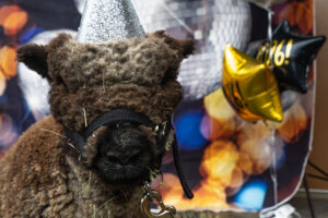 Wicket celebrating New Years
