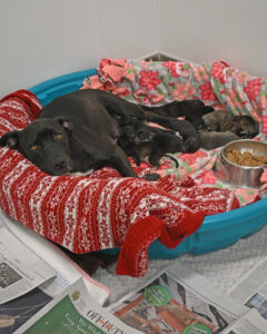 Nursing mom and her 12 cute puppies in San Diego