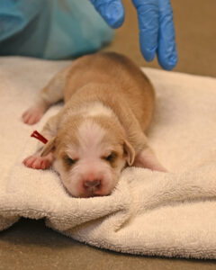 New Born Puppy in San Diego