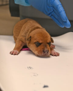 New Born Puppy in San Diego 