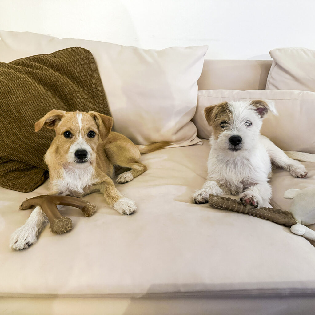 Two brown and white dogs.