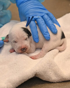 New Born Puppy in San Diego