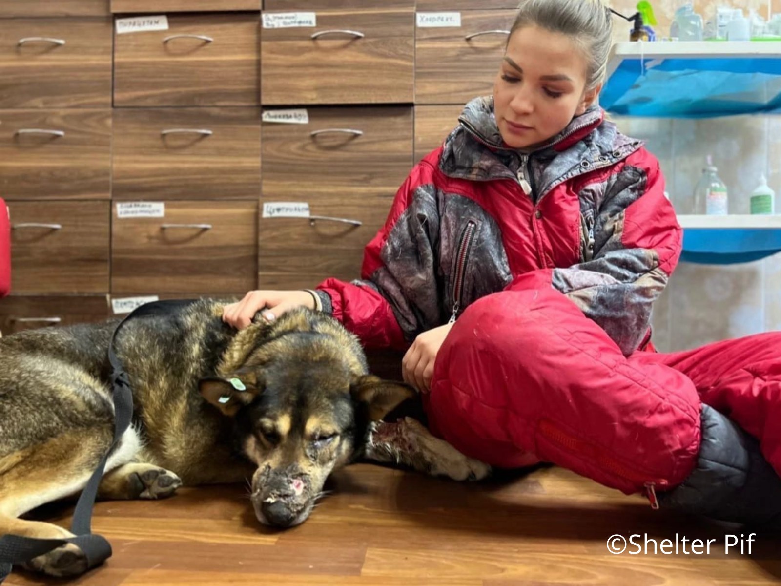 Center Sends Aid to Ukraine Animal Welfare Organizations