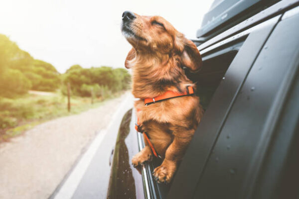Pet Travel Safety