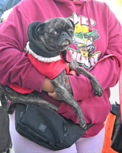 Homeless Pets in San Diego 
