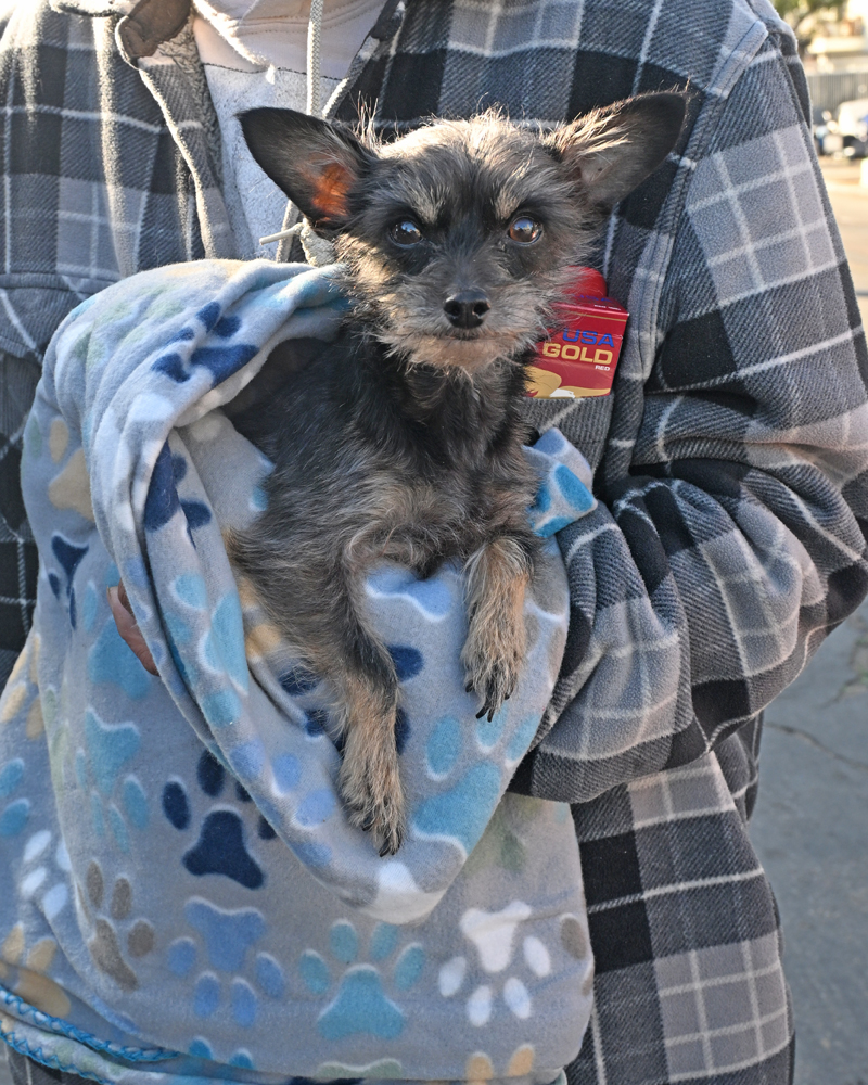 Homeless Pet in San Diego