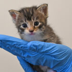 New born kitten in San Diego