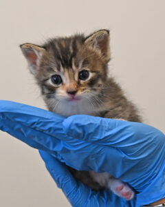 New born kitten in San Diego