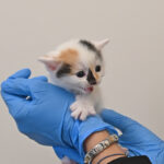 new born kitten in San Diego