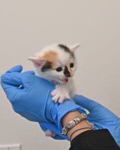 new born kitten in San Diego