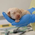 new born puppy San Diego