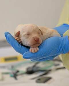 new born puppy San Diego
