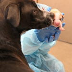Dog with her puppy