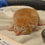 Newborn orange puppy sleeping