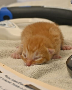Newborn orange puppy sleeping