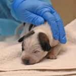 Newborn white puppy with brown ears sleeping