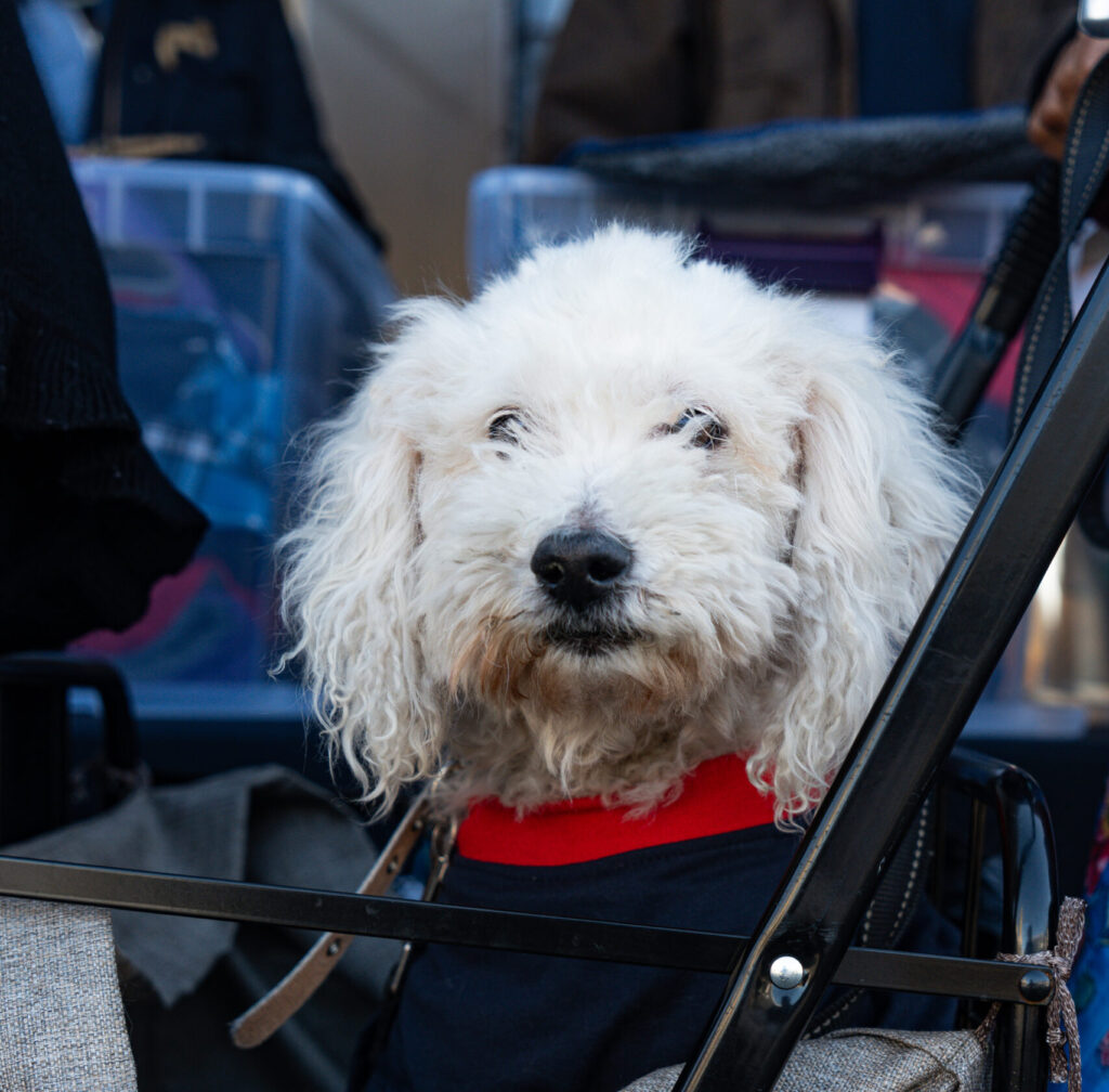 Dog with sweater in cart