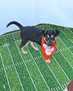 Puppy Bowl Watch Party in San Diego 