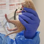 Newborn orange puppy being held