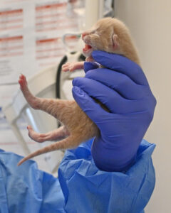 Newborn orange puppy being held