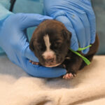 Newborn brown puppy sleeping