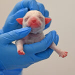 newborn puppy in San Diego