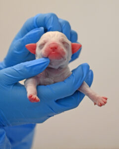 newborn puppy in San Diego