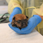 new born puppy in San Diego