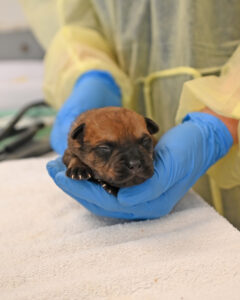 new born puppy in San Diego