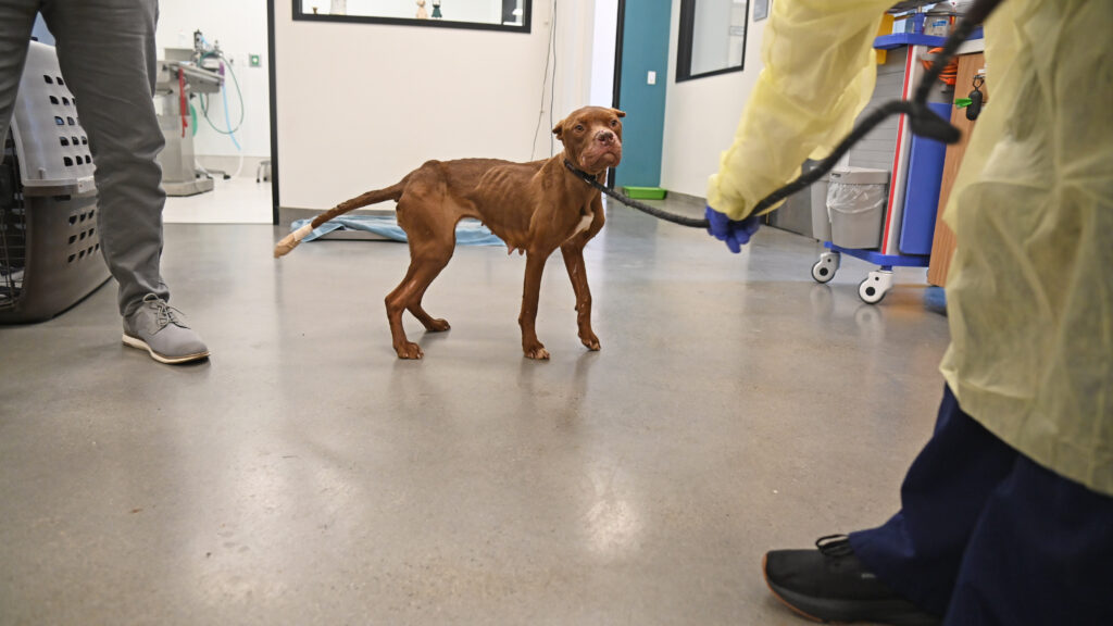 Brown dog standing with a leash on.