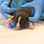 Newborn brown puppy being held
