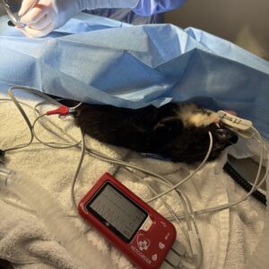 Las Patronas Helps Power Life-Saving Care for Pets Without Walls