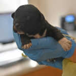 new born puppy in San diego
