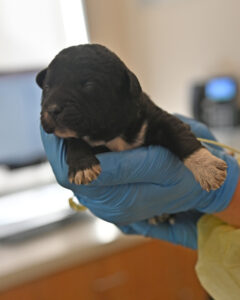 new born puppy in San diego