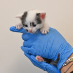 new born kitten in San Diego