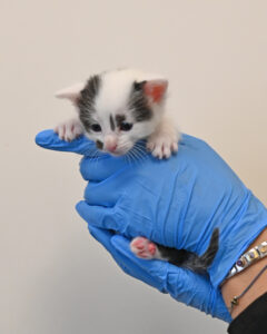 new born kitten in San Diego