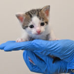new born kitten in san diego